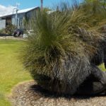 Grass tree near the Claremont train station